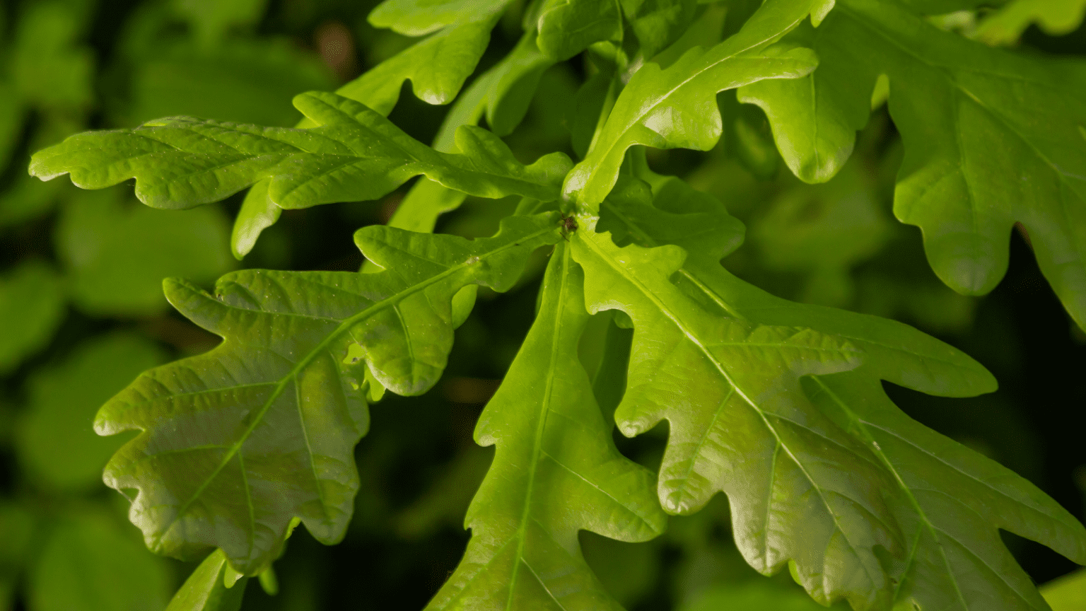 White oak leaves